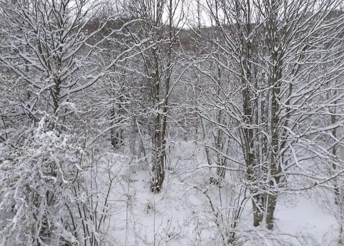 In With Pool And Nature *